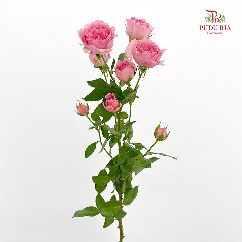 Rose Spray Cheering Squad Pink - (8-10 Stems)