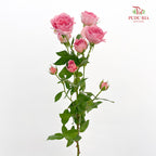 Rose Spray Cheering Squad Pink - (8-10 Stems)