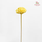 Dry Sola Marigold Light Yellow - 10 Stems