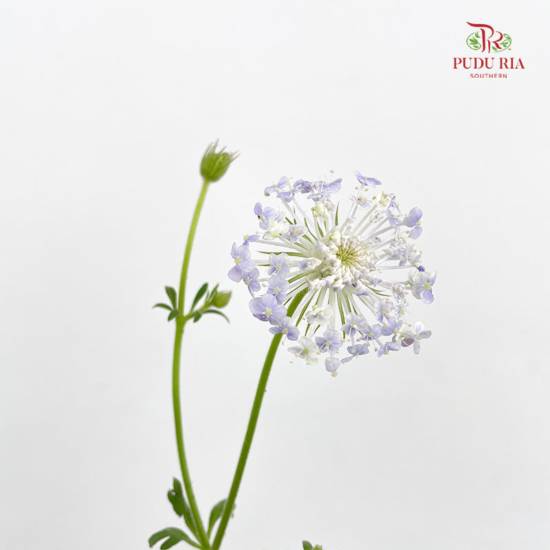 Trachymene Coerulea Blue 翠珠花 - (Per Bundle)