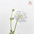 Trachymene Coerulea Blue 翠珠花 - (Per Bundle)