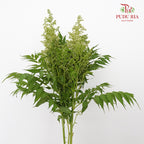 Sorbaria Sorbifolia White - Pudu Ria Florist Southern