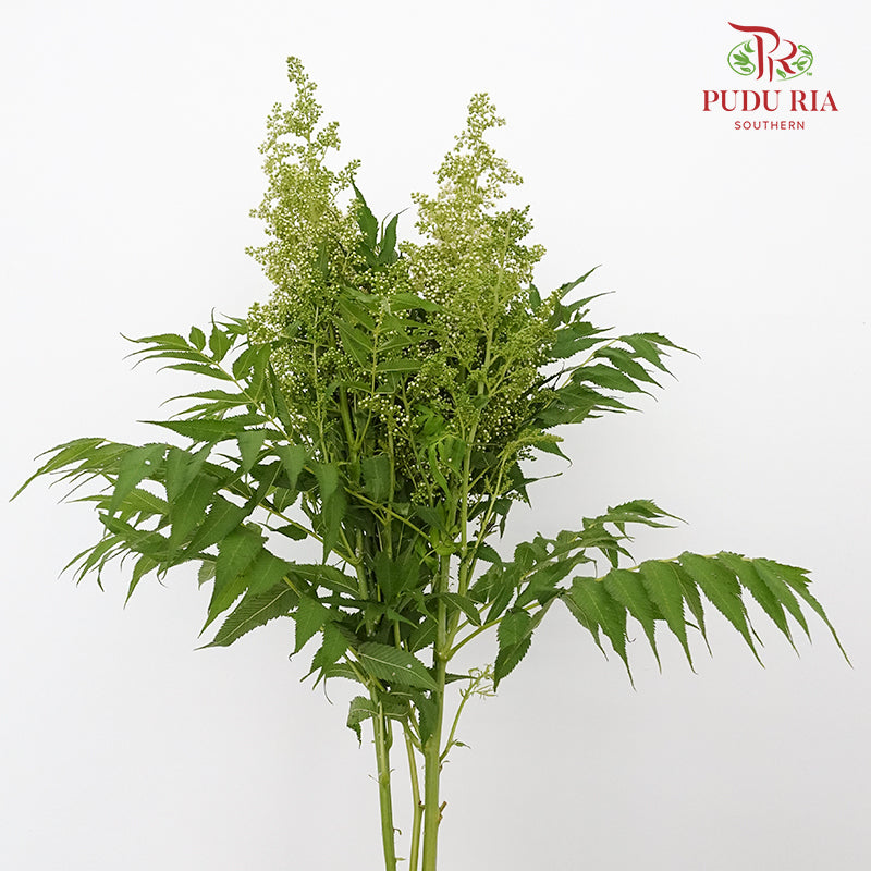 Sorbaria Sorbifolia White - Pudu Ria Florist Southern