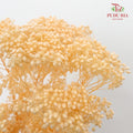 Preservative Rice Flower - Natural - Pudu Ria Florist Southern