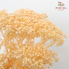 Preservative Rice Flower - Natural - Pudu Ria Florist Southern