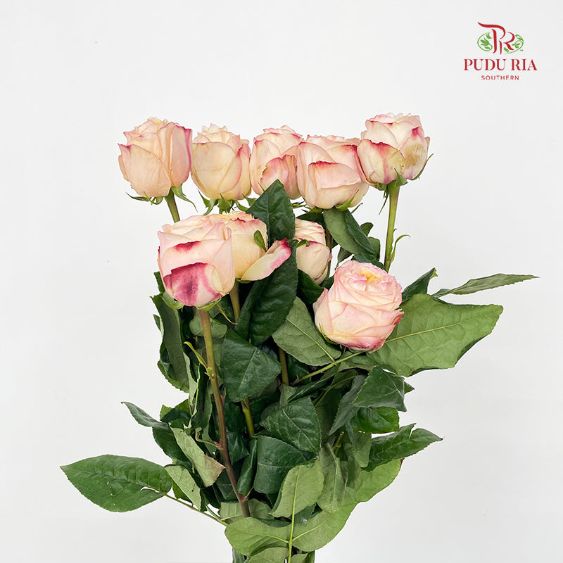 Rose Cream X-Pression - (8-10 Stems)