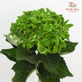 Hydrangea Dark Green - (Per Stem)