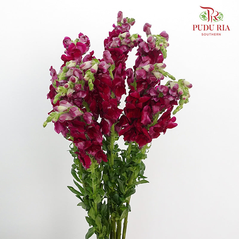 Snapdragon Purple - Pudu Ria Florist Southern
