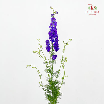 Delphinium Consolida Purple - ( Per Bundle)