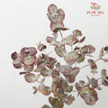 Eucalyptus Red - Pudu Ria Florist Southern