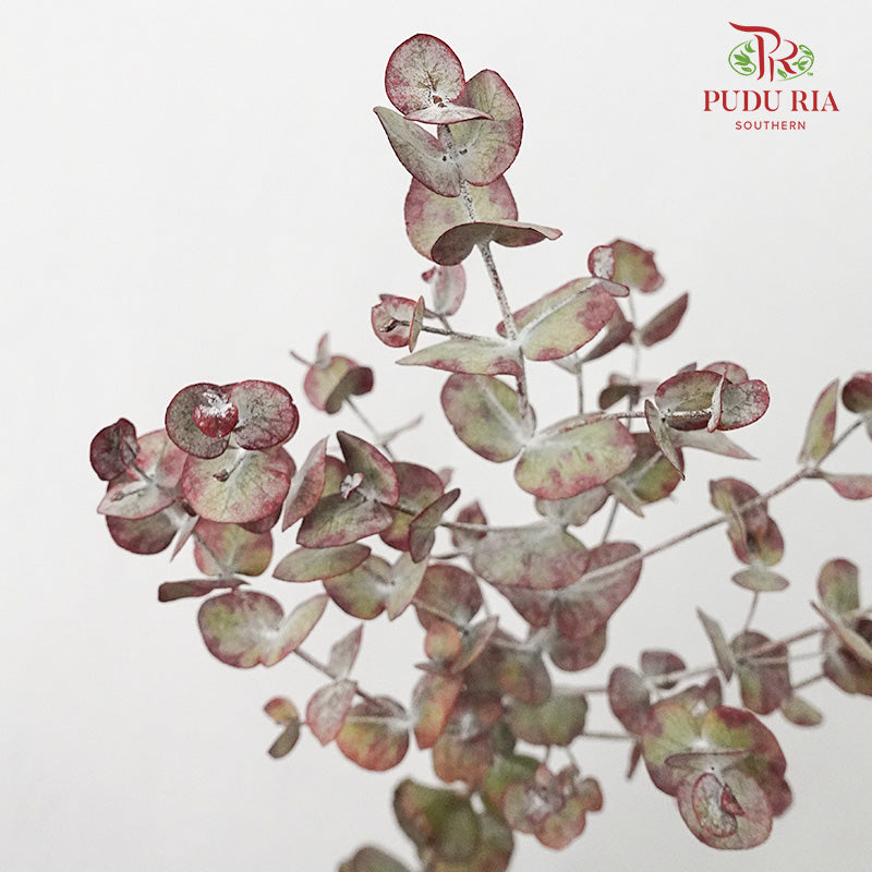 Eucalyptus Red - Pudu Ria Florist Southern