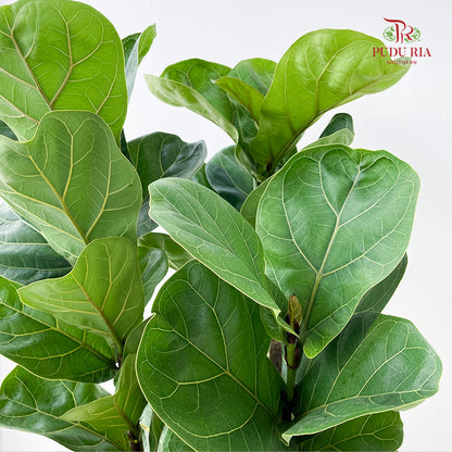 Ficus Lyrata 3PP - (100-110CM)