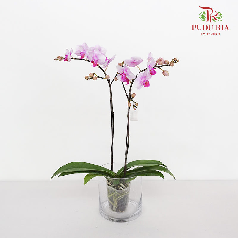 Phalaenopsis Orchid White Purple Mini Double Stem #1