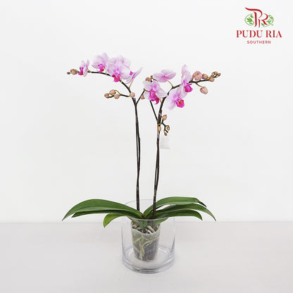 Phalaenopsis Orchid White Purple Mini Double Stem #1