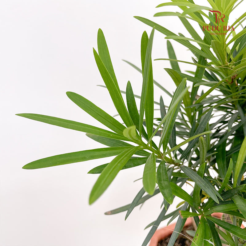 Podocarpus S 20CM