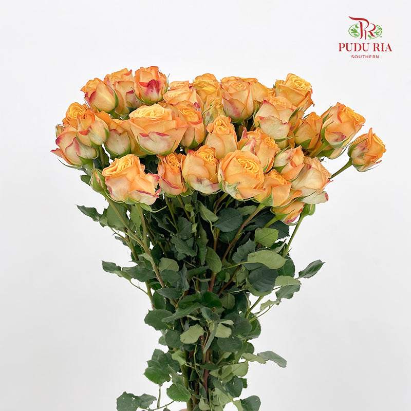 Rose Spray Orange Yellow 杏色蕾丝多头玫瑰 - (8-10 Stems)
