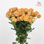 Rose Spray Orange Yellow 杏色蕾丝多头玫瑰 - (8-10 Stems)