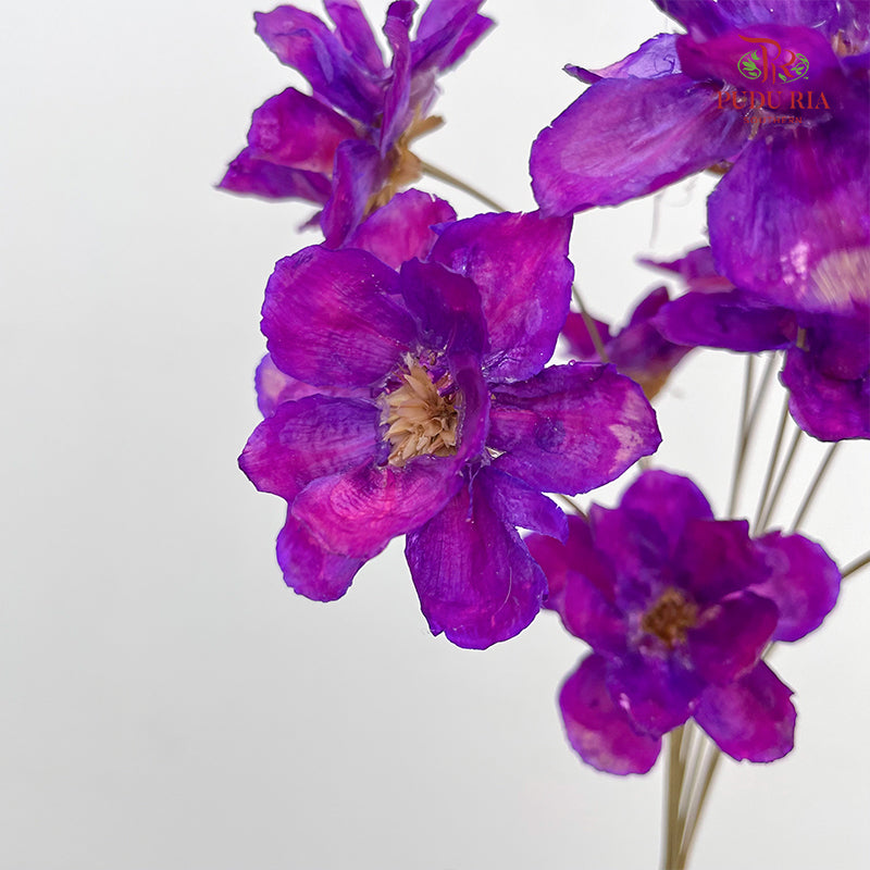 Dry New Wax Flower - Purple