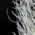 Preservative Fern - White