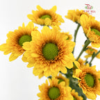 Chrysanthemum Pompom Daisy Yellow Brown 1 - (10-12 Stems)