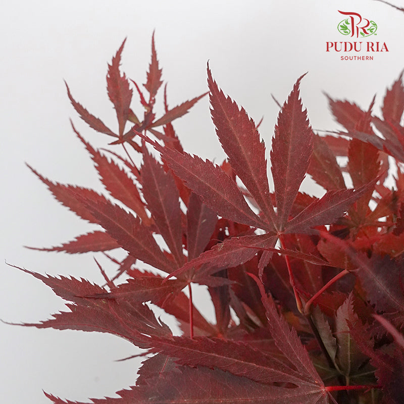 Maple Leaf - Pudu Ria Florist Southern