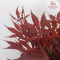 Maple Leaf - Pudu Ria Florist Southern