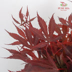 Maple Leaf - Pudu Ria Florist Southern