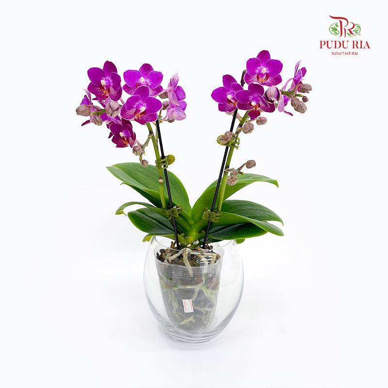 Phalaenopsis Orchid Purple Speckle Double Stem Small