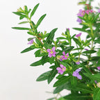 Cuphea Hyssopifolia
