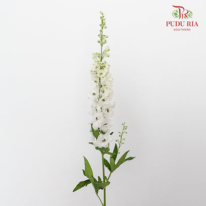 Delphinium Delladonra White - 5 Stems - Pudu Ria Florist Southern