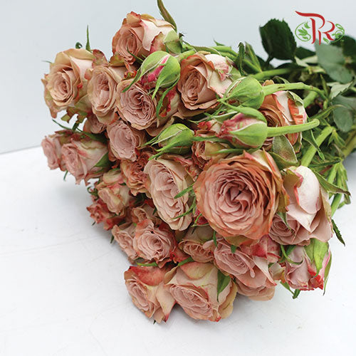 Rose Spray Premium Cappuccino (5 Stems) - Wholesale flowers delivery in ...