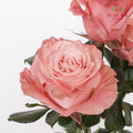 Rose Mondial Dyed Dusty Flamingo 1 - (8-10 Stems)