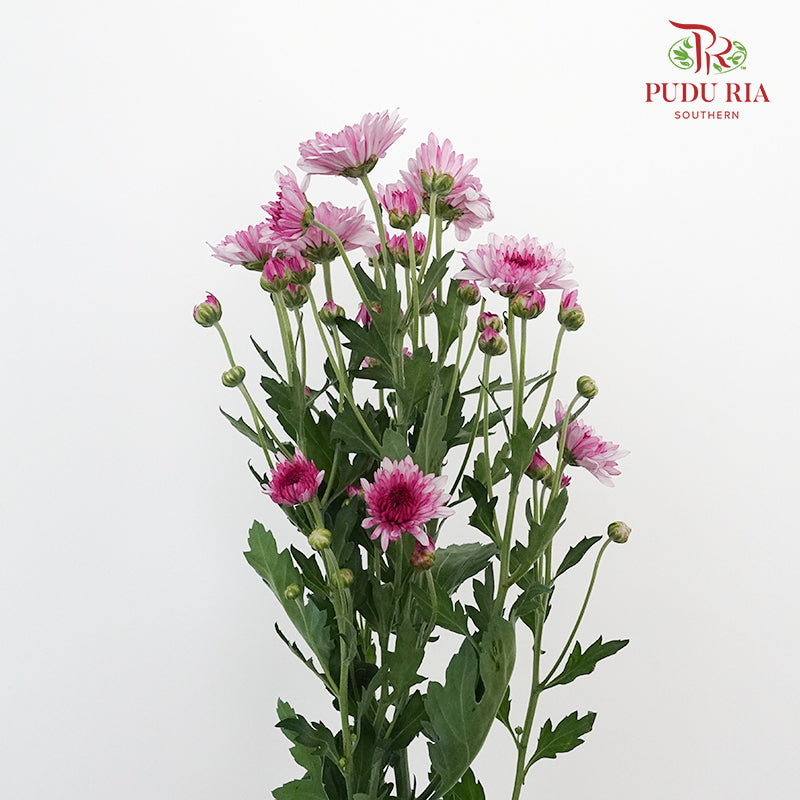 Chrysanthemum Pompom Pink (10-12 Stems) - Pudu Ria Florist Southern