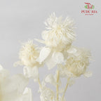 Dry Safflower - White
