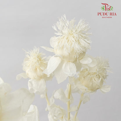 Dry Safflower - White