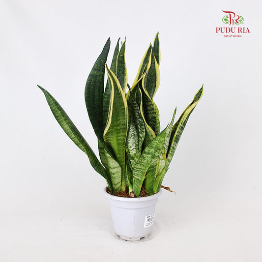 Sansevieria Superba