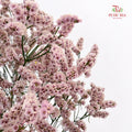 Limonium Sinese Light Pink (Caspia) 卡斯比亞 - (2 Stems)