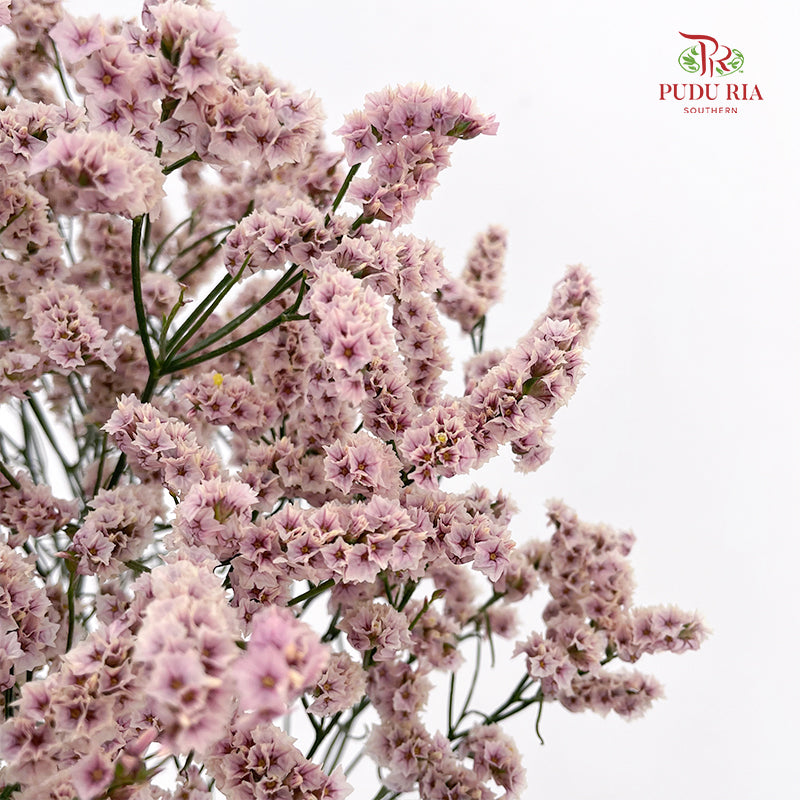 Limonium Sinese Light Pink (Caspia) 卡斯比亞 - (2 Stems)