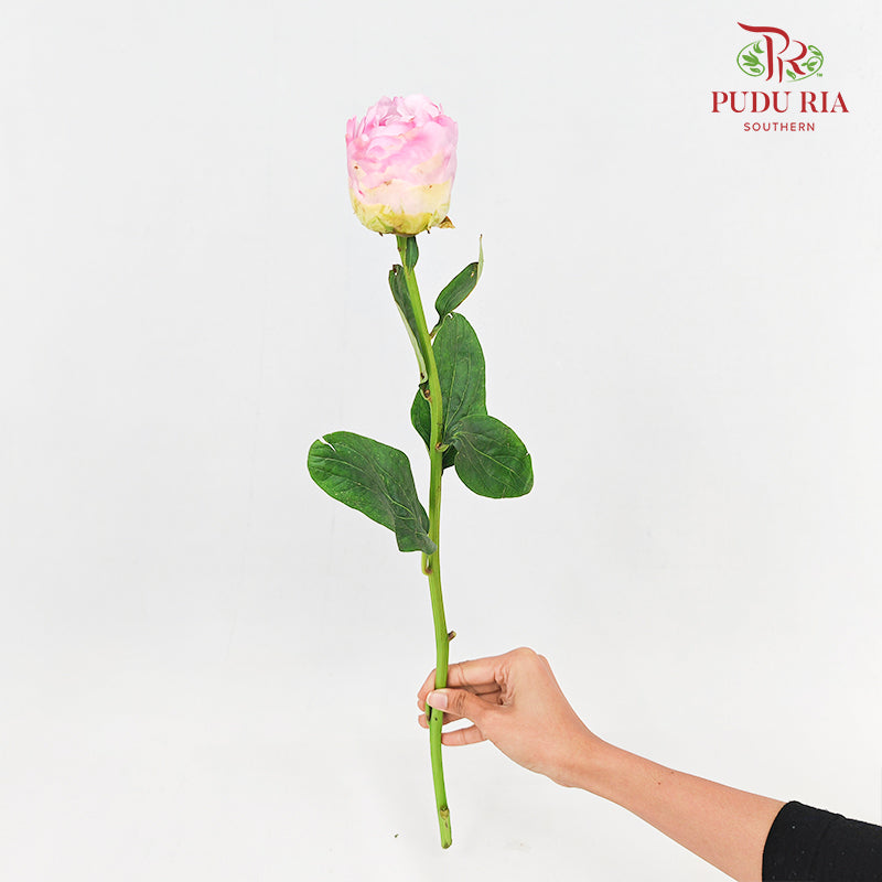 Peony Pink 芍药 - (5 Stems)