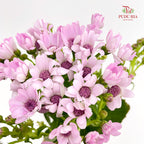 Pericallis Pink - (2 Stems)