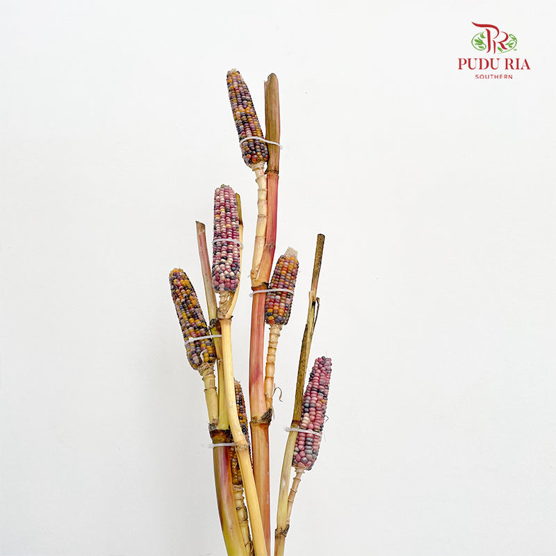 Glass Gem Corn 琉璃寶石玉米或彩虹玉米 - (Per Bundle)