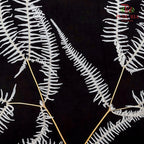Preservative Mountain Fern