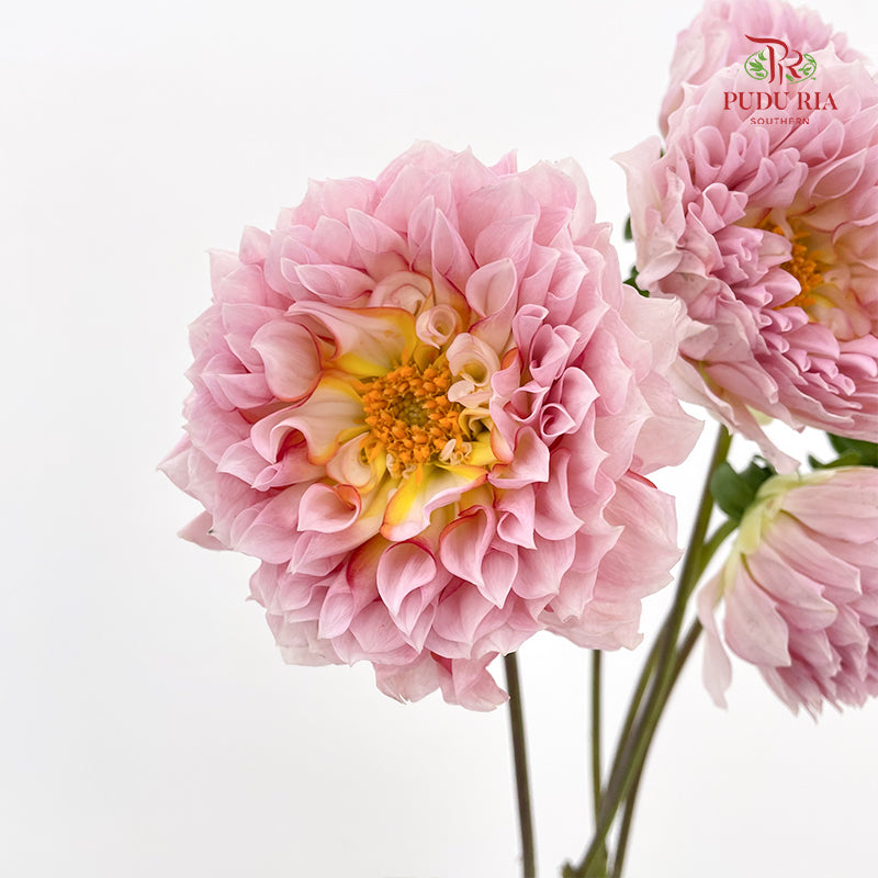 Dahlia Pink - (5 Stems)