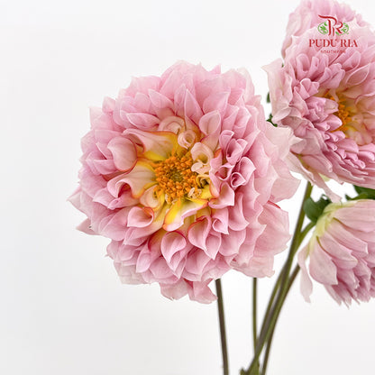 Dahlia Pink - (5 Stems)