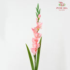 CNY Artificial Gladiolus 92cm - Light Pink (2 Stems)