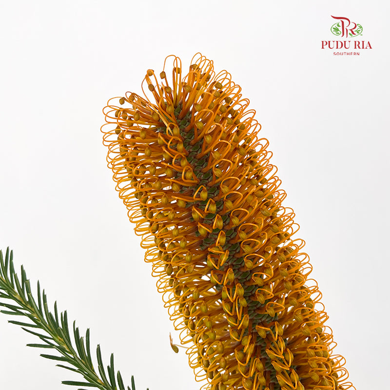 Banksia Orange 佛塔树 - (2 Stems)