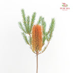 Banksia Orange 佛塔树 - (2 Stems)