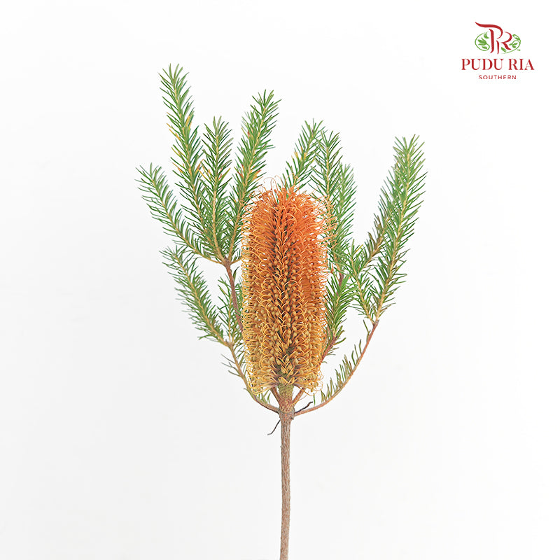 Banksia Orange 佛塔树 - (2 Stems)
