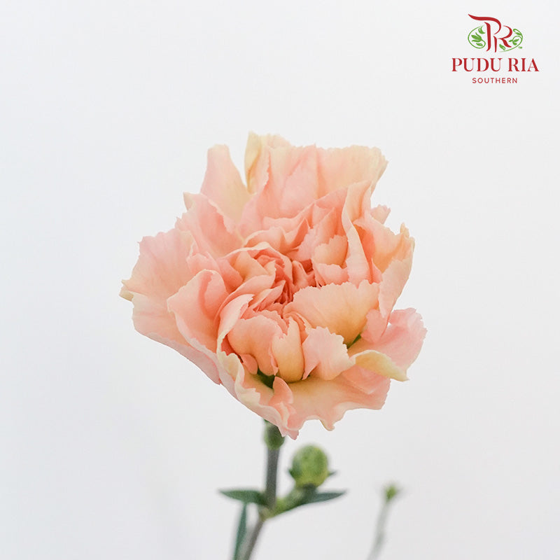 Carnation St Mocha  (18-20 Stems) - Pudu Ria Florist Southern