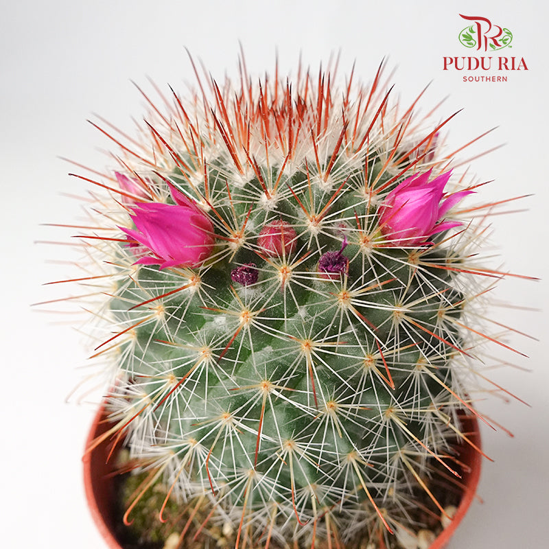 Cactus Mix 5 - Pudu Ria Florist Southern